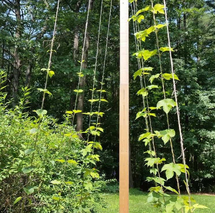 7 Weeks of Hop Growth&nbsp;Data